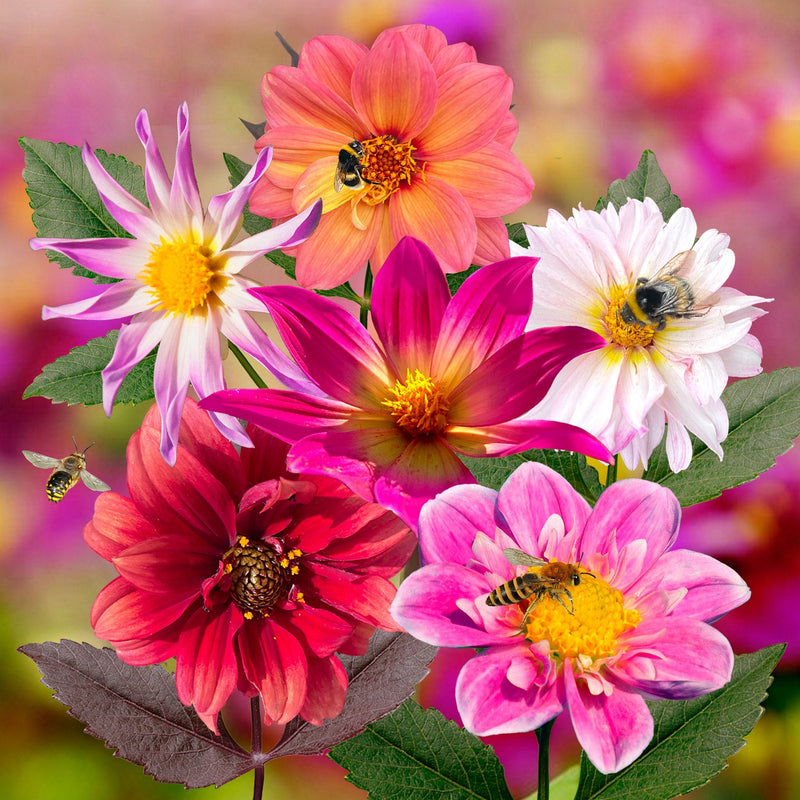 Biologische dahlia bijenmix, roze en rode bloemen met vlinders en bijen erop.