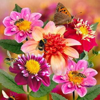 Dahlia Bijenmix