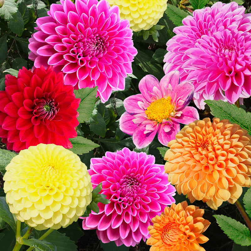 Dahlia Plukmix met oranje, roze en gele bloemen