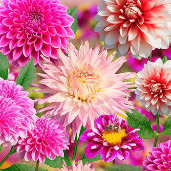 Dahlia Rozemix