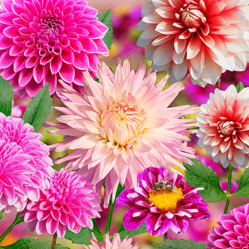 Mix van roze dahlia's in bloei