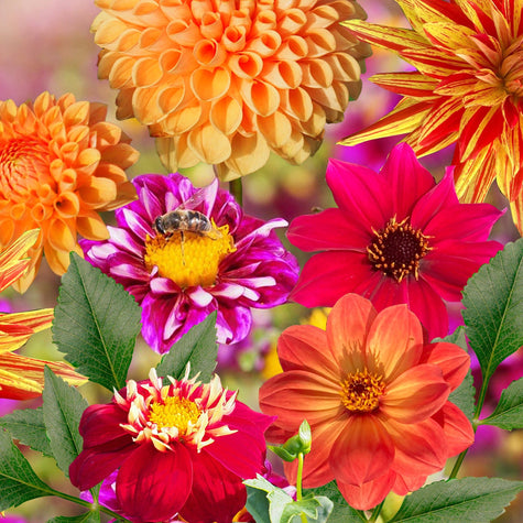 Dahlia verrassingsmix - 7 knollen