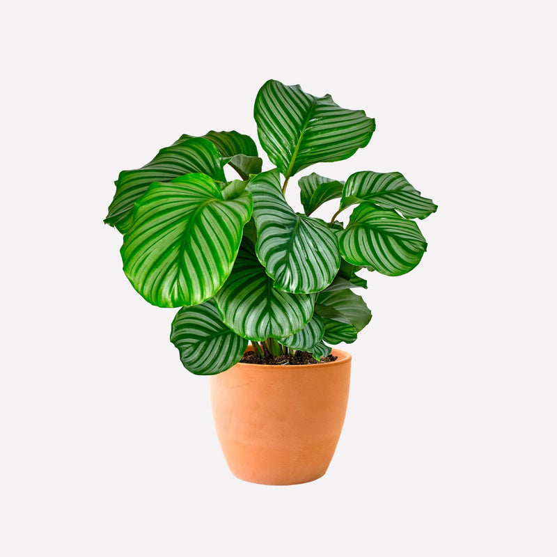 Calathea Orbifolia met pot Las Palmas