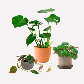 Plantenpakket in kerstkleuren