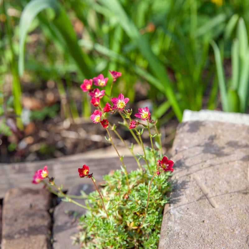 Duurzaam geteelde steenbreek, klein plantje met rode bloemetjes