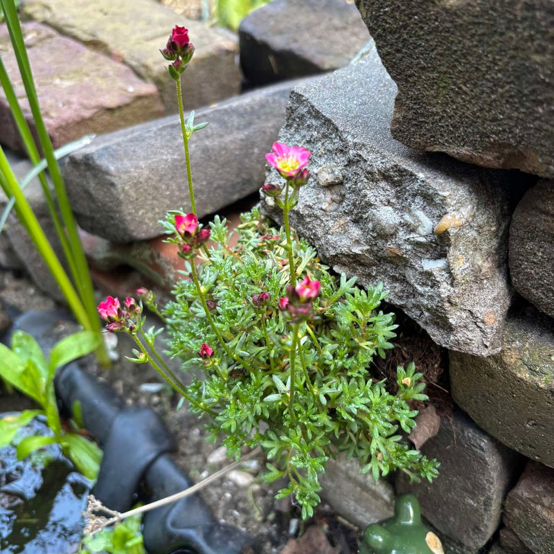 Duurzaam geteelde steenbreek in de tuin op een stapelmuur.