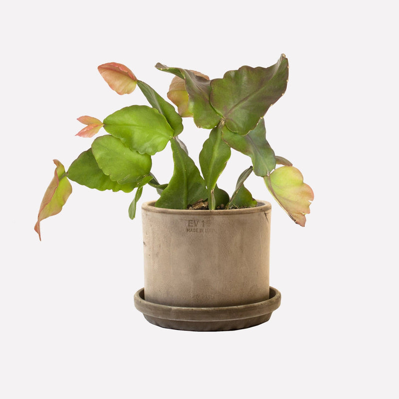 strak grijs 15 terracotta pot met Oma's Rhipsalis plant
