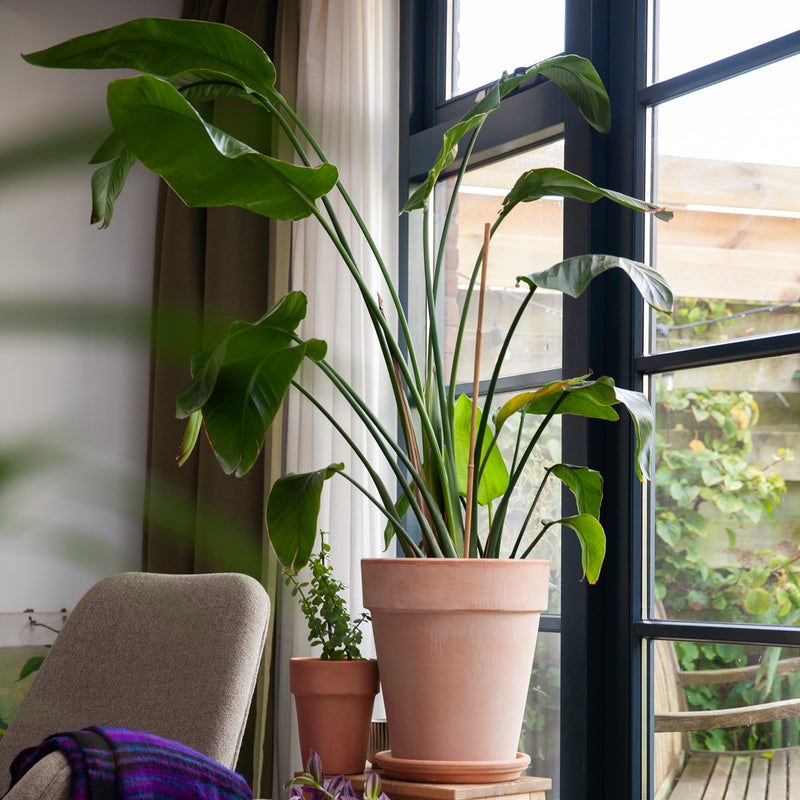 Strelitzia op krukje bij raam in huiskamer