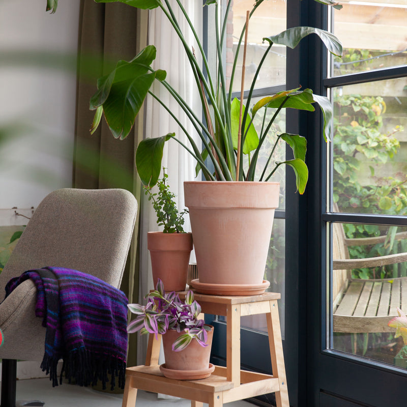 Traescantia op krukje in huiskamer