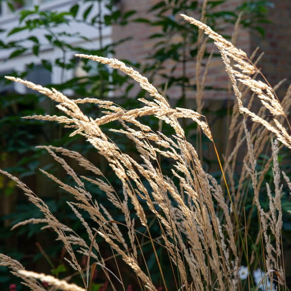 Struisriet Karl Foerster, ook wel Calamagrostis acutiflora, in bloei met lange aren in de zon boven groene pollen.