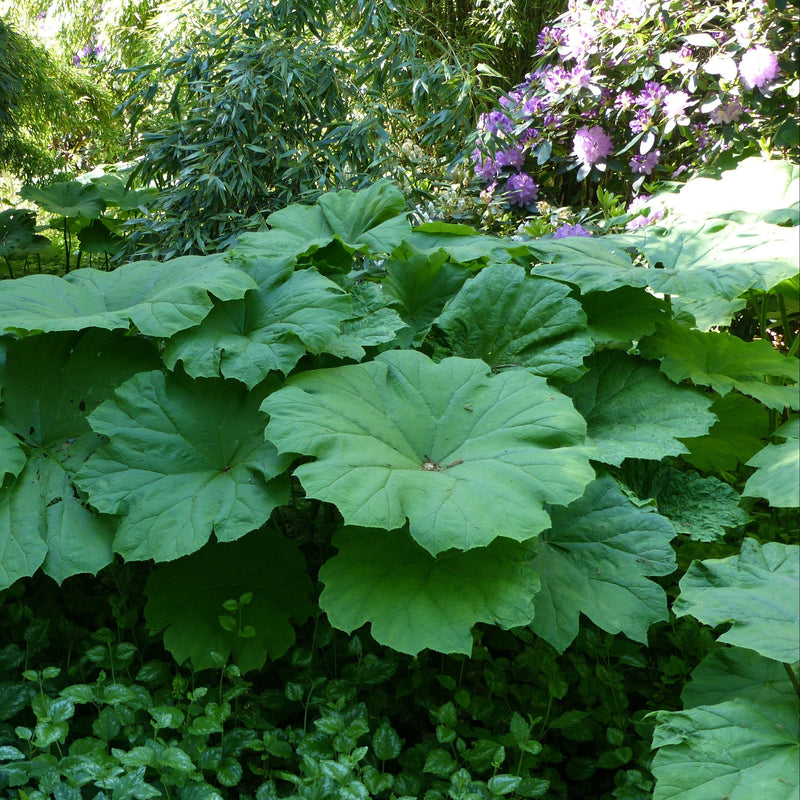 Plant met grote bladeren voor in de schaduw, ook wel bekend als Tafelblad of Astiliboidis. 
