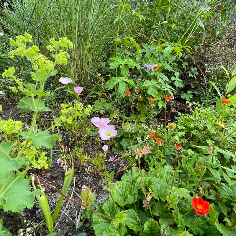 Teunisbloem Siskiyou in tuin tussen diverse planten