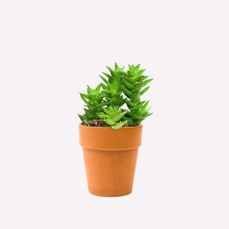 Tijgertand aloe met terra pot hoog