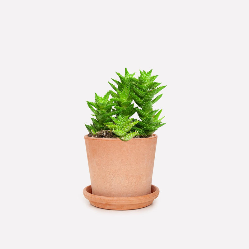 Tijgertand aloe met licht terra vaso pot