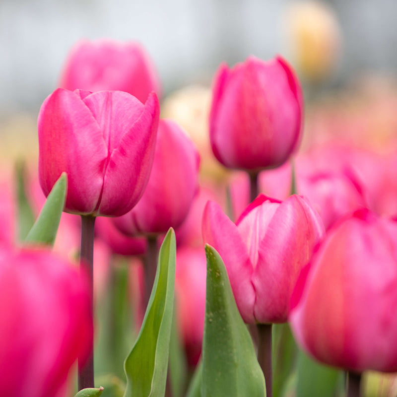 Tineke van der Meer tulp, bloeiend bij elkaar. 