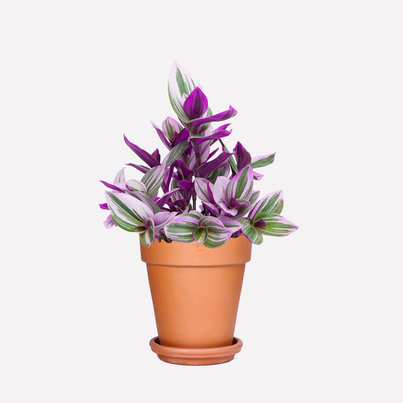Tradescantia BIO