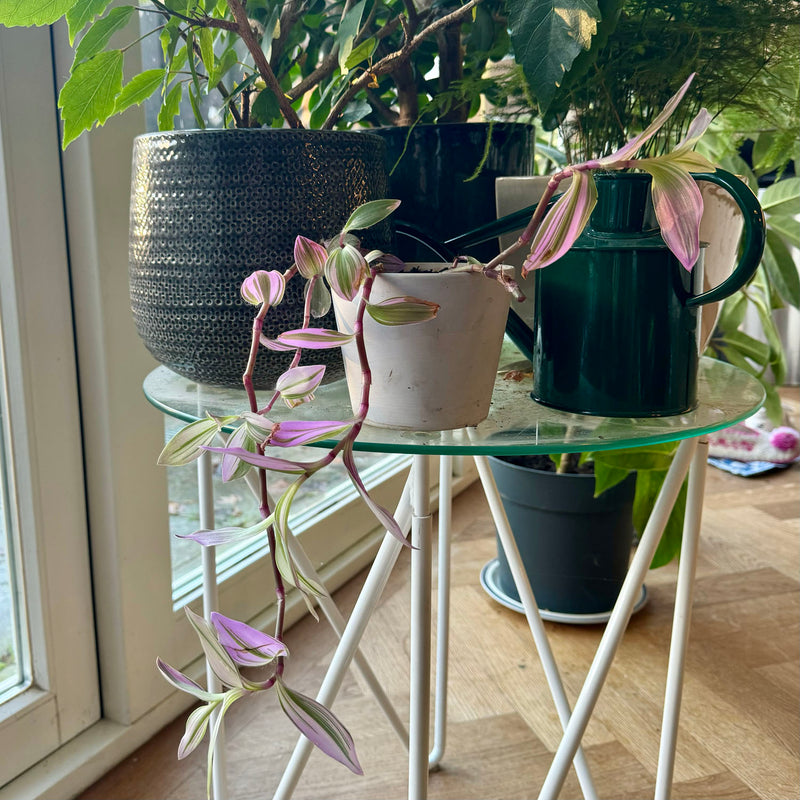 Tradescantia op glazen tafeltje huiskamer