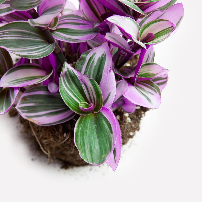 tradescantie bio zonder pot detail