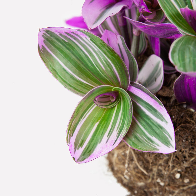 tradescantia zonder pot detail blad