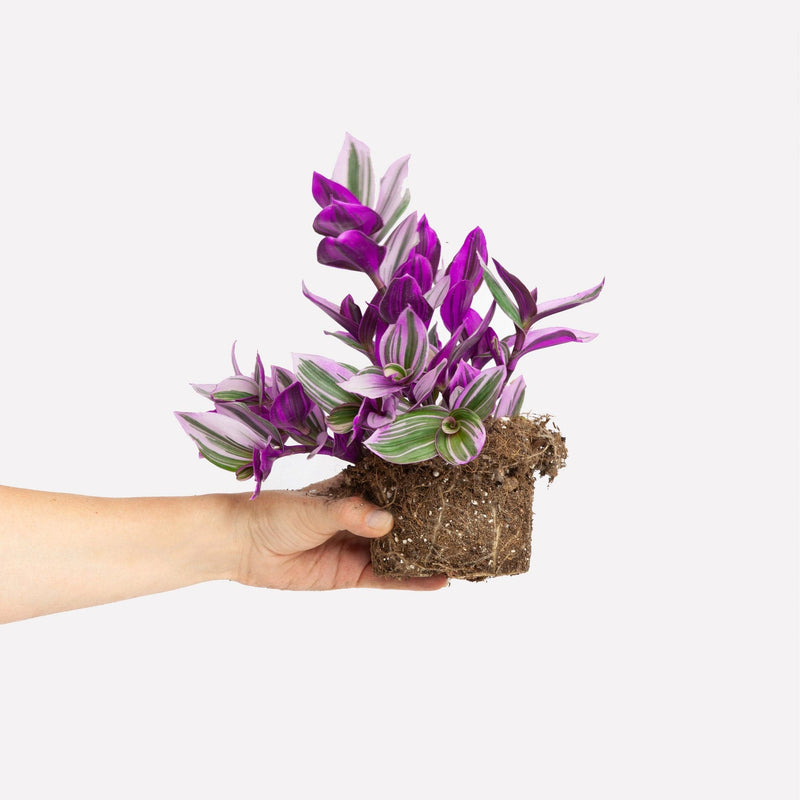 Tradescantia zonder pot met arm