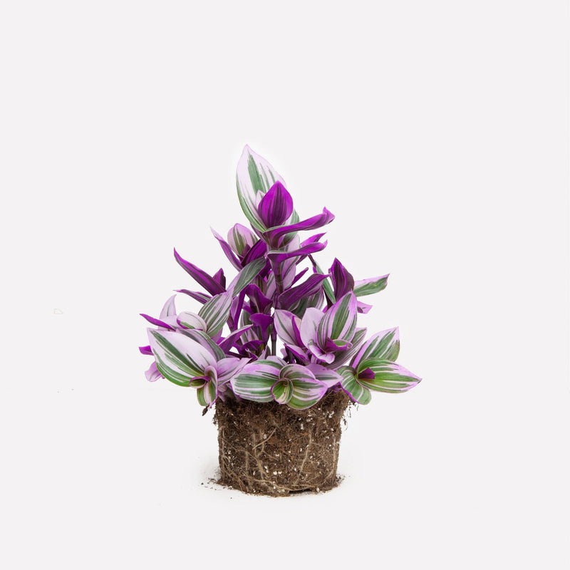 Tradescantia bio zonder pot