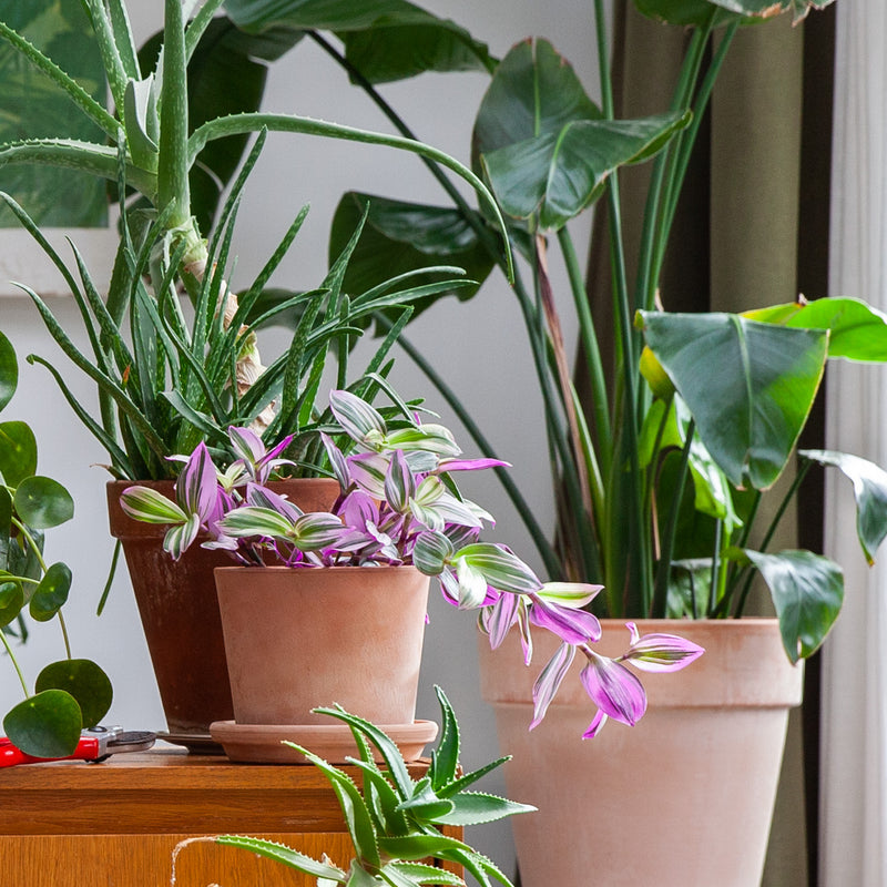 Tradescantia op tafel tussen diverse planten in huiskamer