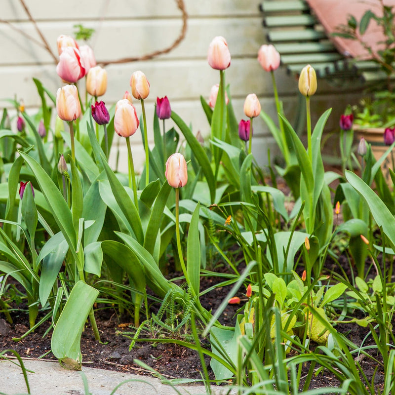 zalmroze tulp in combinatie met donkerpaarse tulp in een stadstuin