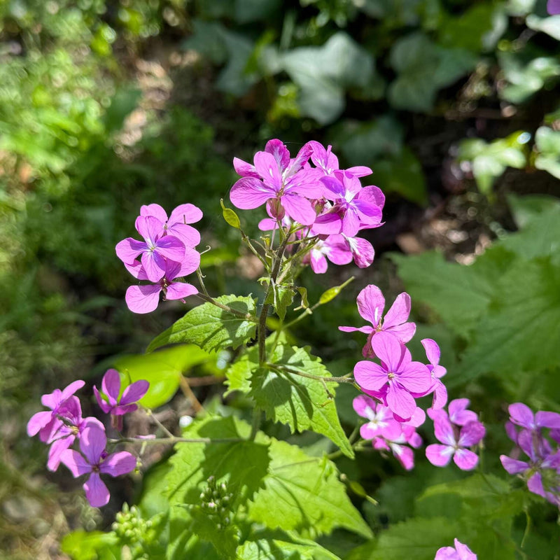 Biologische Tuinjudaspenning, paarse kleine bloemetjes met groen blad.