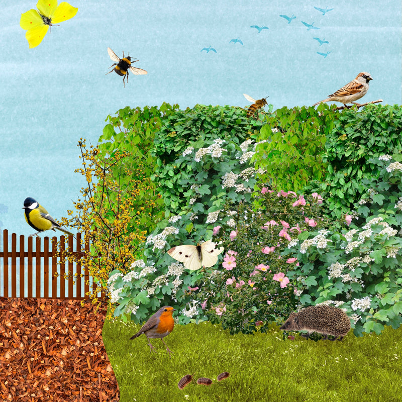 Een collage van een Tuiny Haag, heesters met veel insecten en een egel