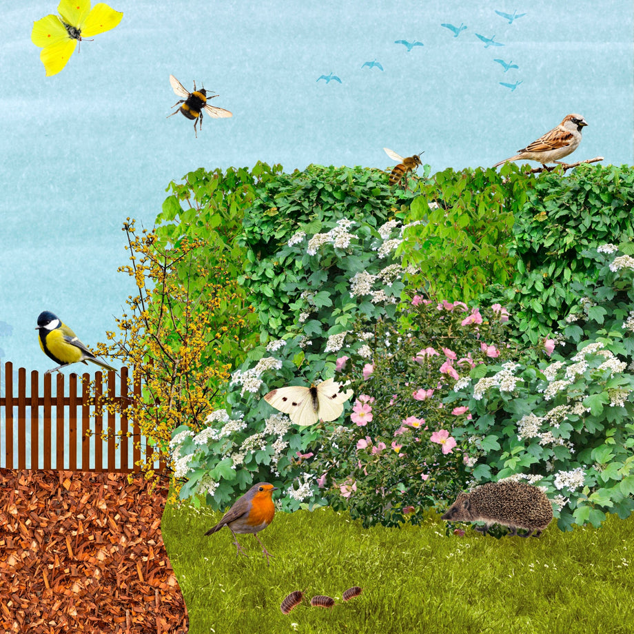 Een collage van een Tuiny Haag, heesters met veel insecten en een egel