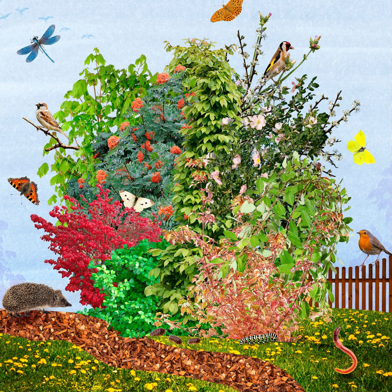 Een illustratie van alle planten uit Tuiny Forest met insecten en dieren eromheen verzameld