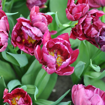 Tulp Alison Bradley