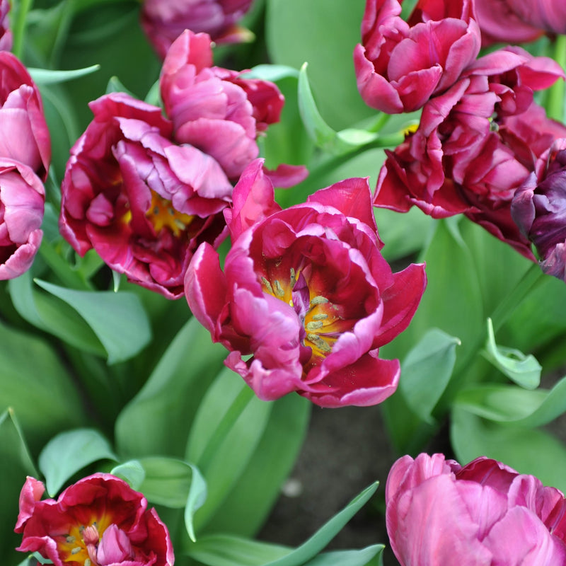 foto van Tulp Alison Bradley, diep donkerroze pioentulp met geel hart