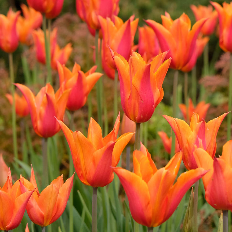 Tulp Ballerina