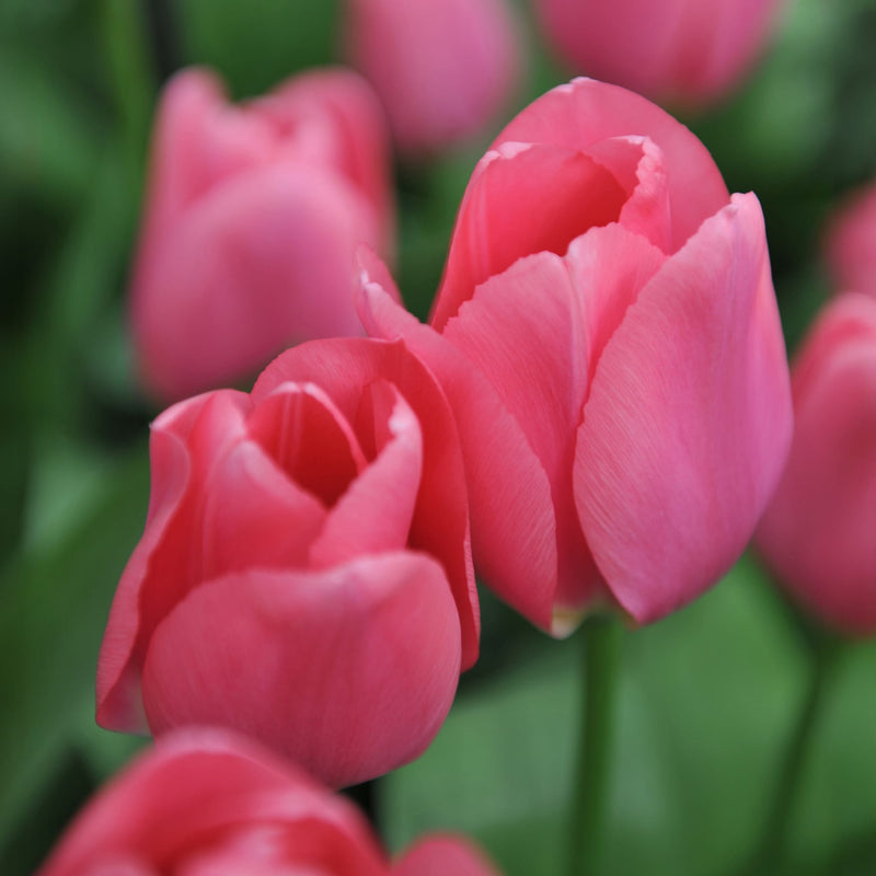 Foto van felroze tulp Big Love