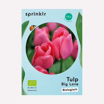 Tulp Big Love