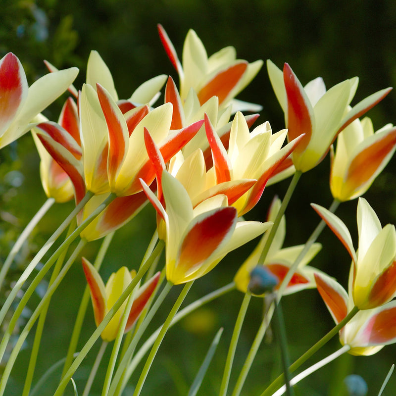 Close up van botanisch tulpje Tinka met lichtgele blaadjes met rode accenten