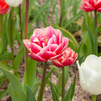 Tulp Columbus