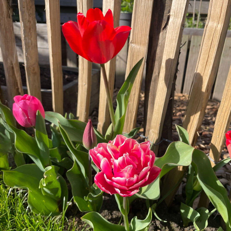 Roze en rode tulp in een tuin