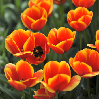 Tulp Confucius