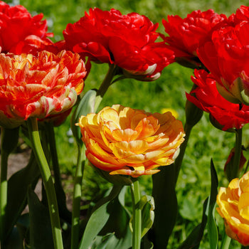 Tulp Gudoshnik Double