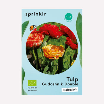 Tulp Gudoshnik Double