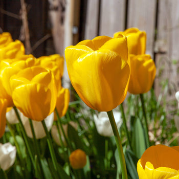Tulp Novi Sun