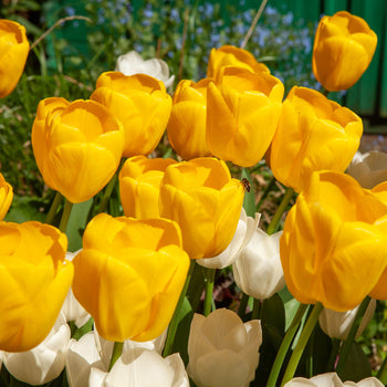 Tulp Novi Sun