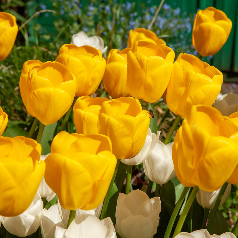 Foto van gele tulp Novi Sun