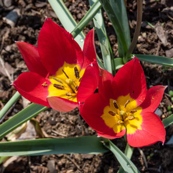Tulp Red Beauty