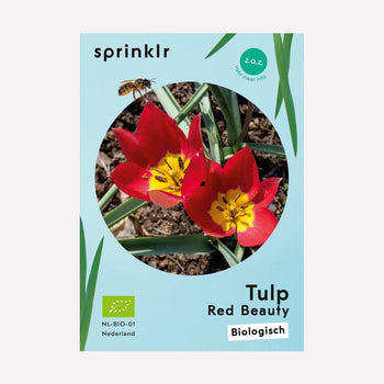 Tulp Red Beauty