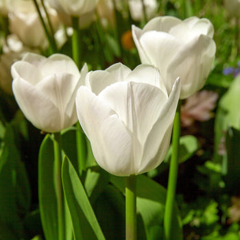 Tulp Royal Virgin