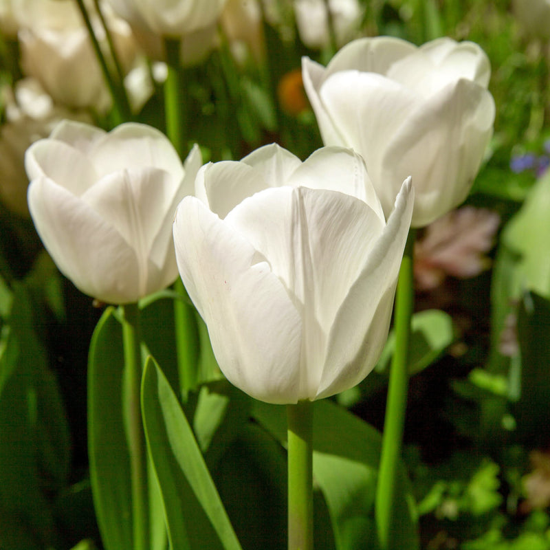Foto van witte tulp Royal Virgin