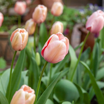 Tulp Salmon Impression